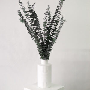 Green Eucalyptus