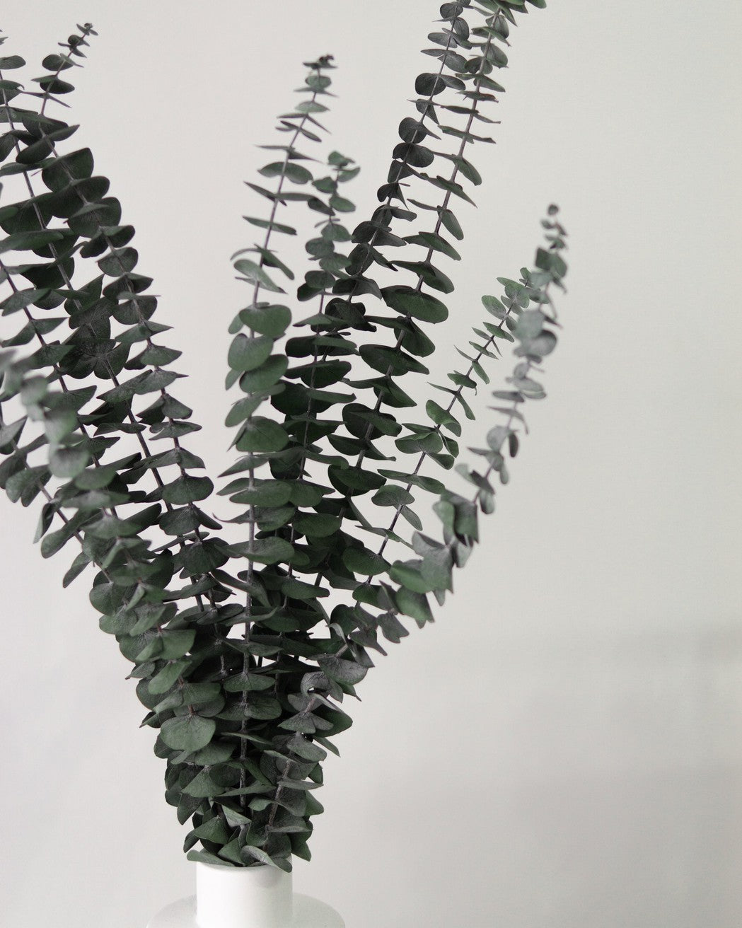 Green Eucalyptus - Image 2