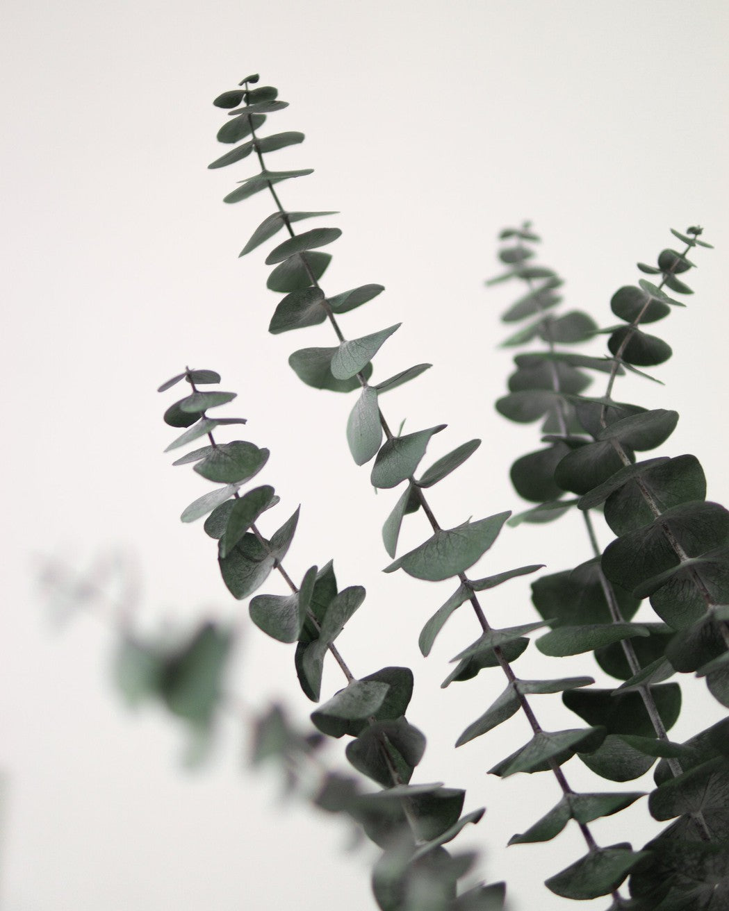 Green Eucalyptus - Image 3