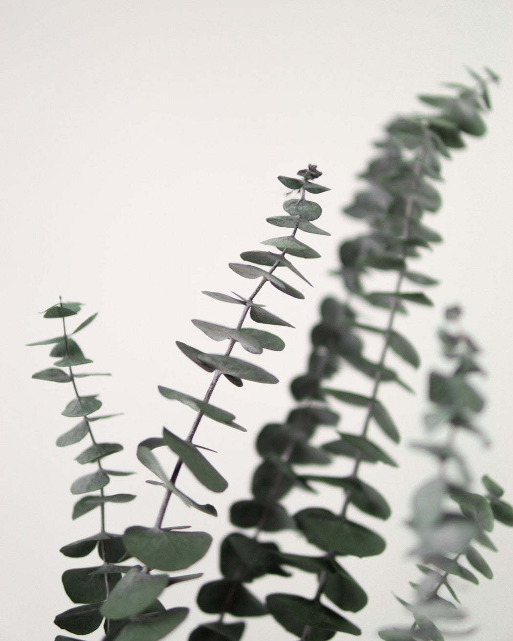 Green Eucalyptus - Image 4